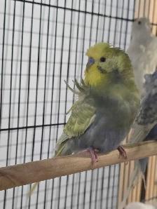Helicopter Budgies - Photo 7
