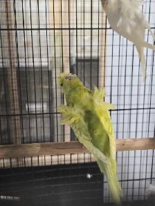 Helicopter Budgies - Photo 8