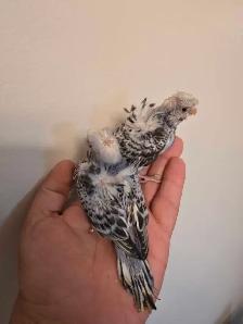 Helicopter Budgies - Photo 9