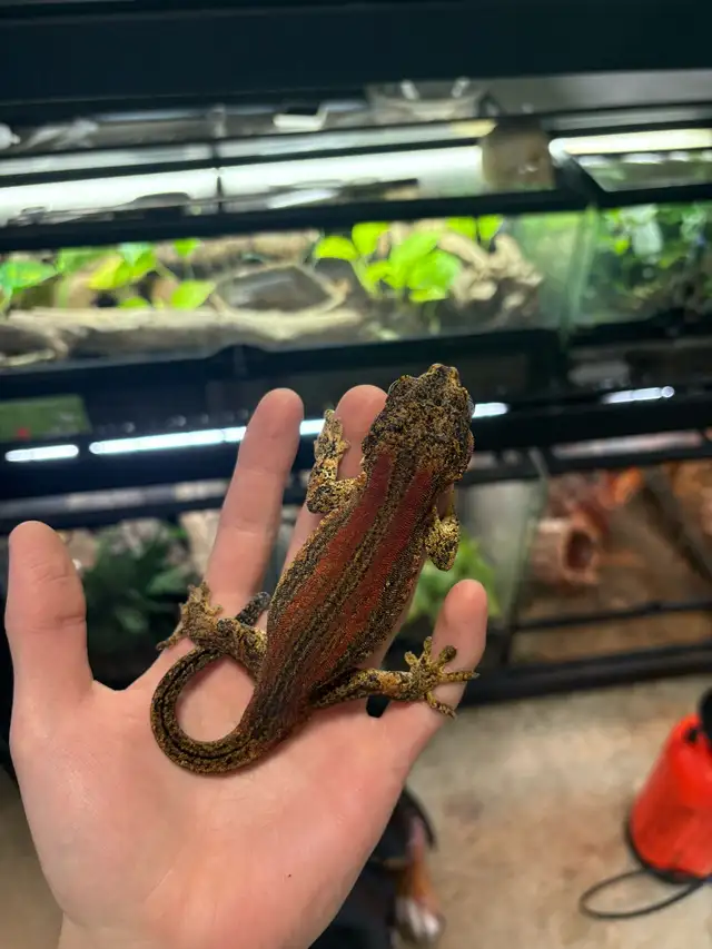Gargoyle gecko