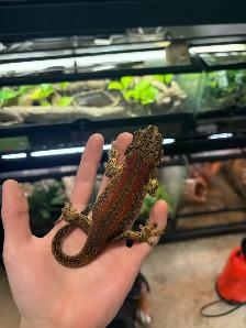 Gargoyle gecko