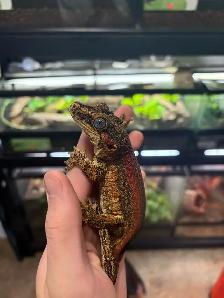 Gargoyle gecko - Photo 2