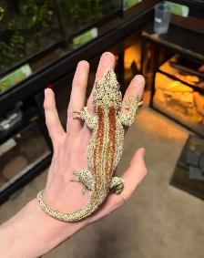 Gargoyle gecko - Photo 3