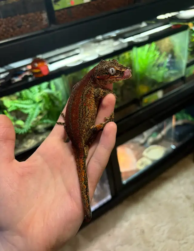 Gargoyle gecko