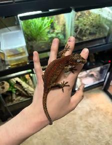 Gargoyle gecko - Photo 2