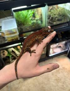 Gargoyle gecko - Photo 3