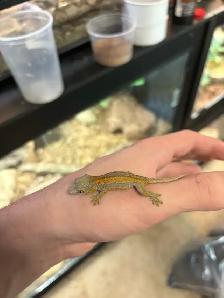 Gargoyle gecko - Photo 4