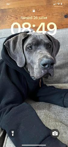 Grand Danois bleu de 3 ans chercher une nouvelle maison
