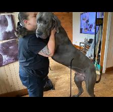 Grand Danois bleu de 3 ans chercher une nouvelle maison - Photo 7
