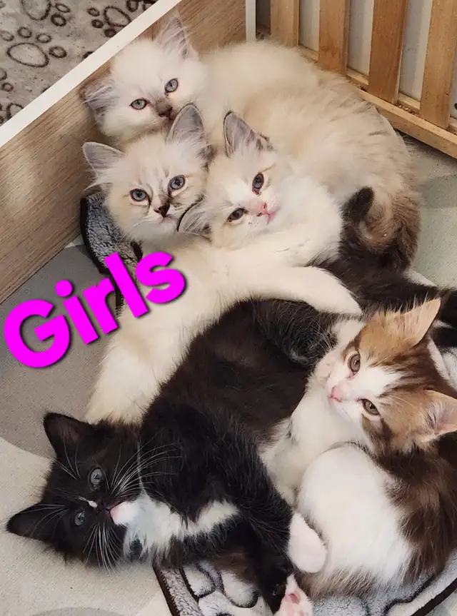 Beautiful Ragdoll kittens, Looking for their FUREVER Home.
