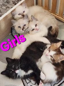 Beautiful Ragdoll kittens, Looking for their FUREVER Home.