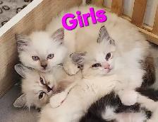 Beautiful Ragdoll kittens, Looking for their FUREVER Home. - Photo 2