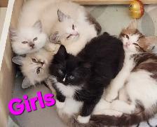 Beautiful Ragdoll kittens, Looking for their FUREVER Home. - Photo 3