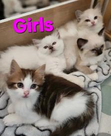 Beautiful Ragdoll kittens, Looking for their FUREVER Home. - Photo 4