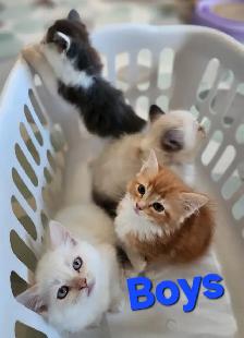 Beautiful Ragdoll kittens, Looking for their FUREVER Home. - Photo 5