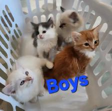 Beautiful Ragdoll kittens, Looking for their FUREVER Home. - Photo 6