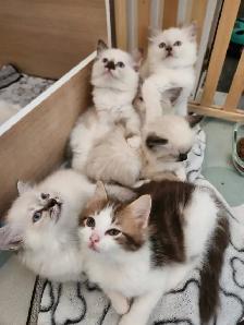 Beautiful Ragdoll kittens, Looking for their FUREVER Home. - Photo 7