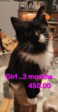 Beautiful Ragdoll kittens, Looking for their FUREVER Home. - Photo 8