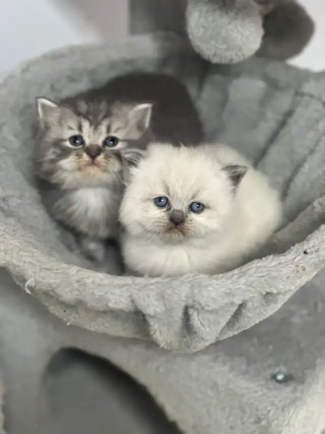 Himalayan & Persian Kittens/Chatons Himalayen-Persan