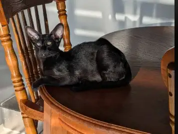 chaton oriental