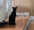 chaton oriental - Photo 2