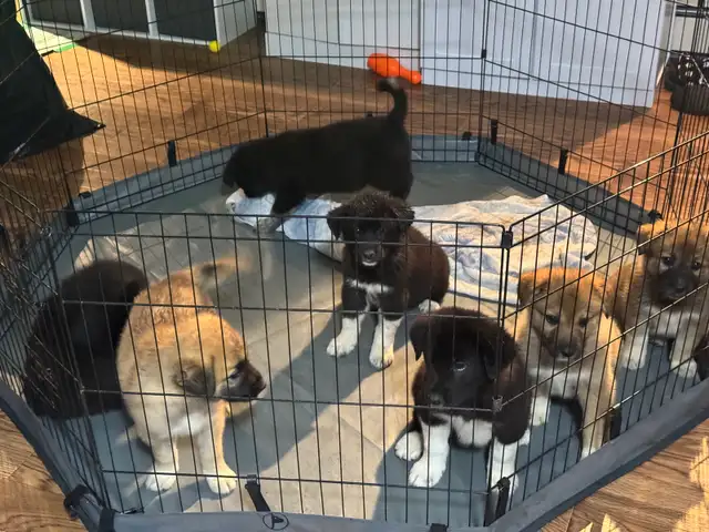 puppies for sale
