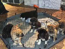 puppies for sale