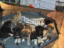 puppies for sale - Photo 2