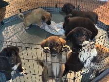 puppies for sale - Photo 3