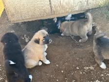 puppies for sale - Photo 4