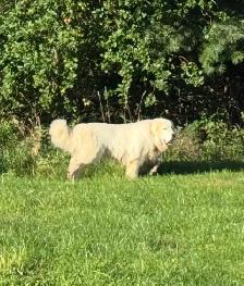 puppies for sale - Photo 5