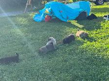 puppies for sale - Photo 6