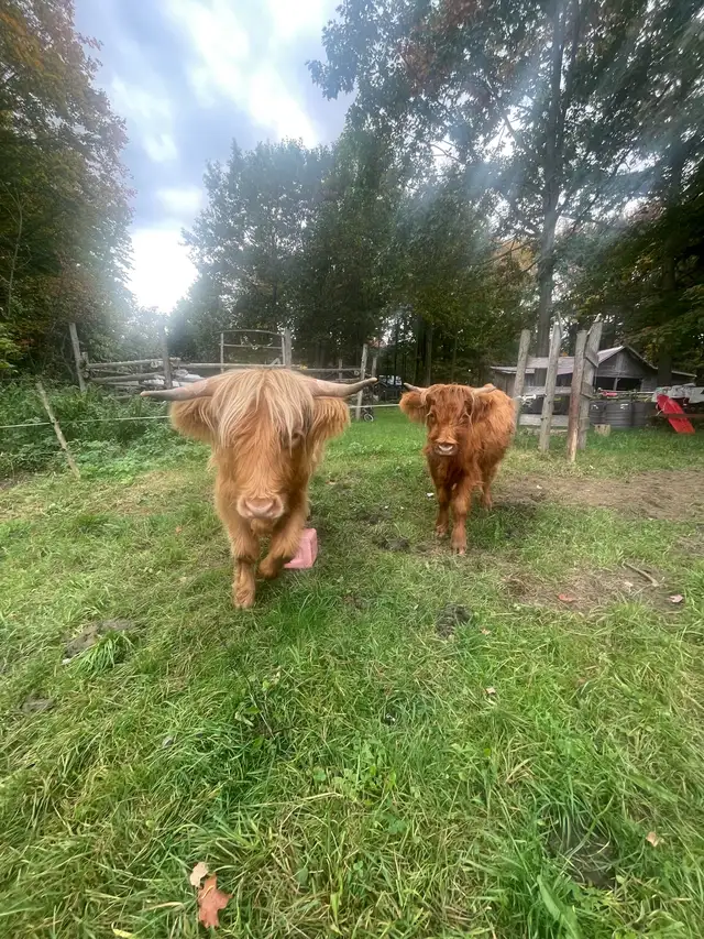 Highlands heifers  taures
