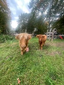 Highlands heifers  taures