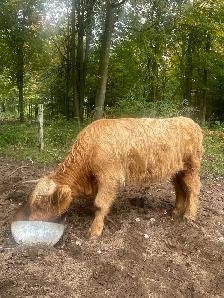 Highlands heifers  taures - Photo 2