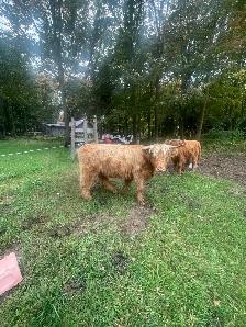 Highlands heifers  taures - Photo 3