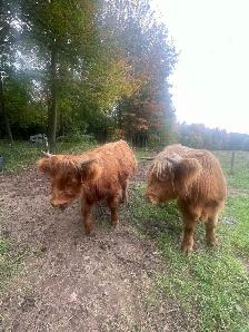 Highlands heifers  taures - Photo 4