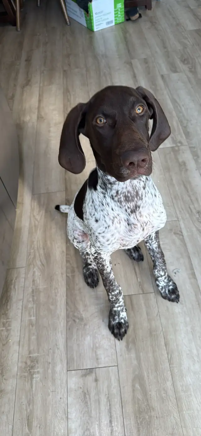German Shorthair Pointer