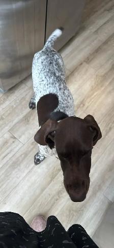 German Shorthair Pointer - Photo 2