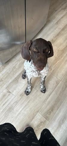 German Shorthair Pointer - Photo 3