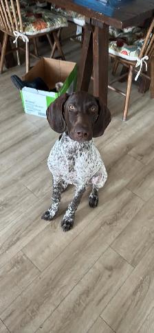 German Shorthair Pointer - Photo 4