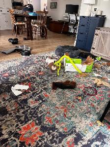 German Shorthair Pointer - Photo 6