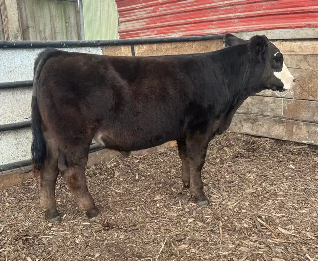 4H Steer