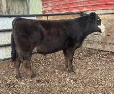 4H Steer