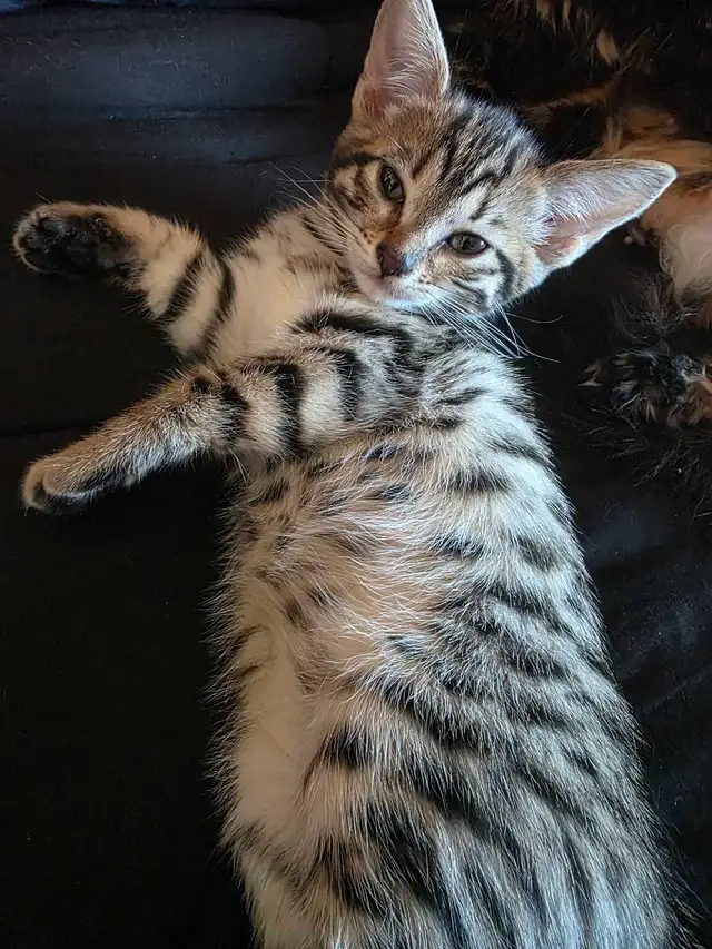 Chatons Bengal X à vendre !