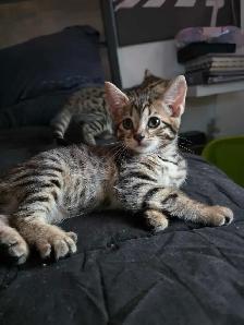 Chatons Bengal X à vendre ! - Photo 3