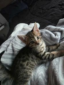 Chatons Bengal X à vendre ! - Photo 5
