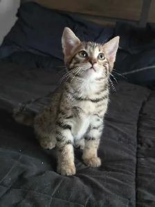 Chatons Bengal X à vendre ! - Photo 8