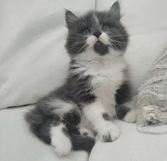 Chaton sibérien hypoallergene