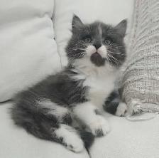 Chaton sibérien hypoallergene - Photo 3